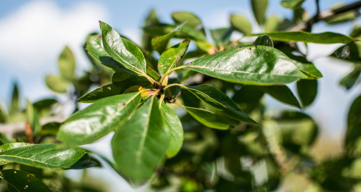 Tree leaves