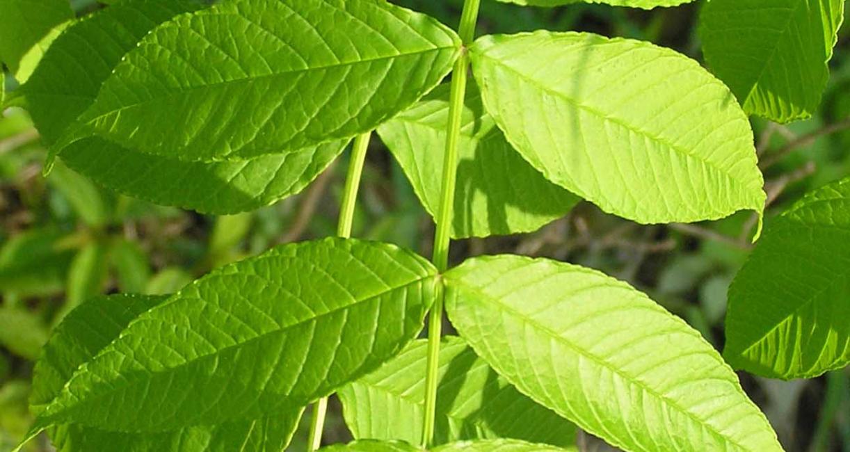 Tree leaves