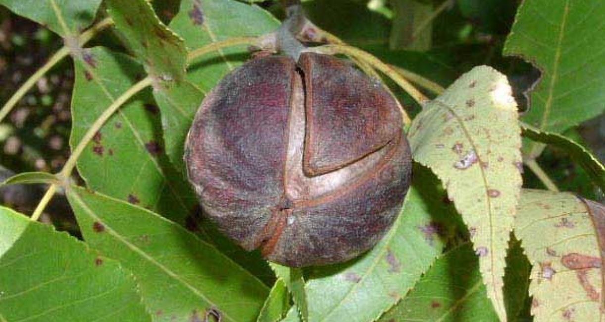 Tree fruit
