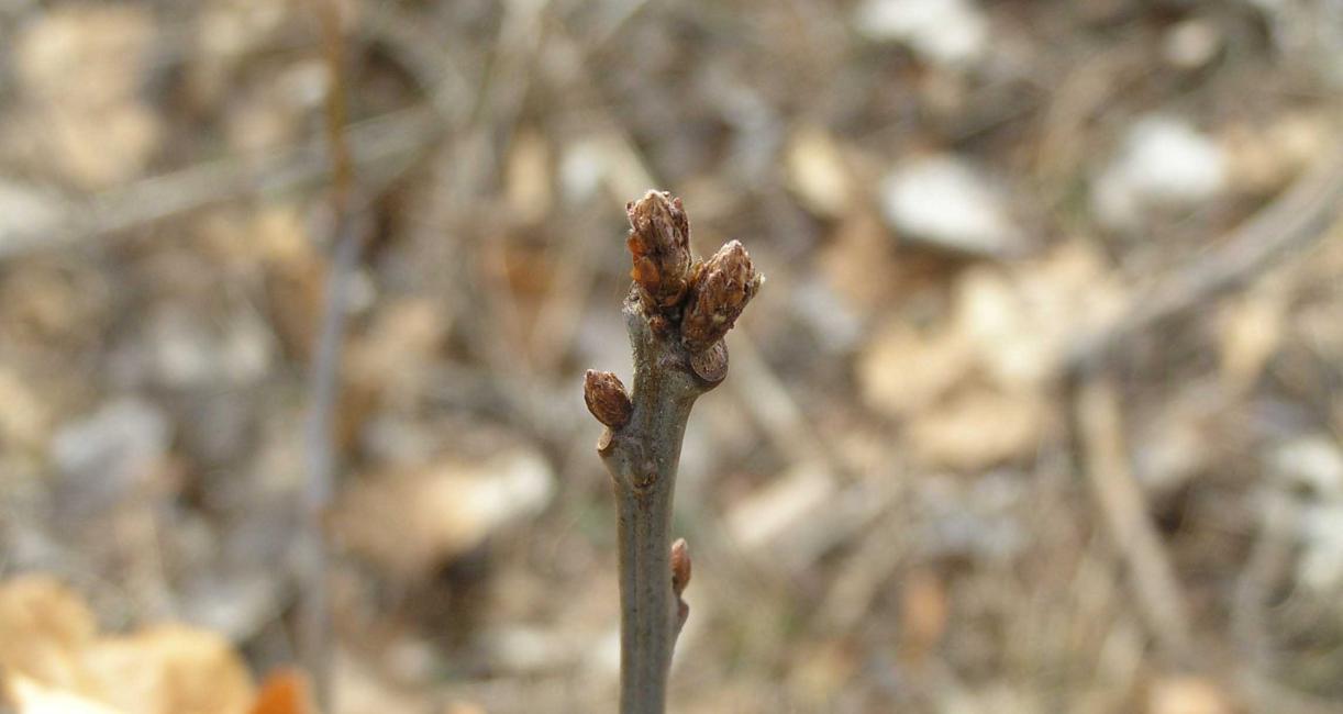 Tree bud