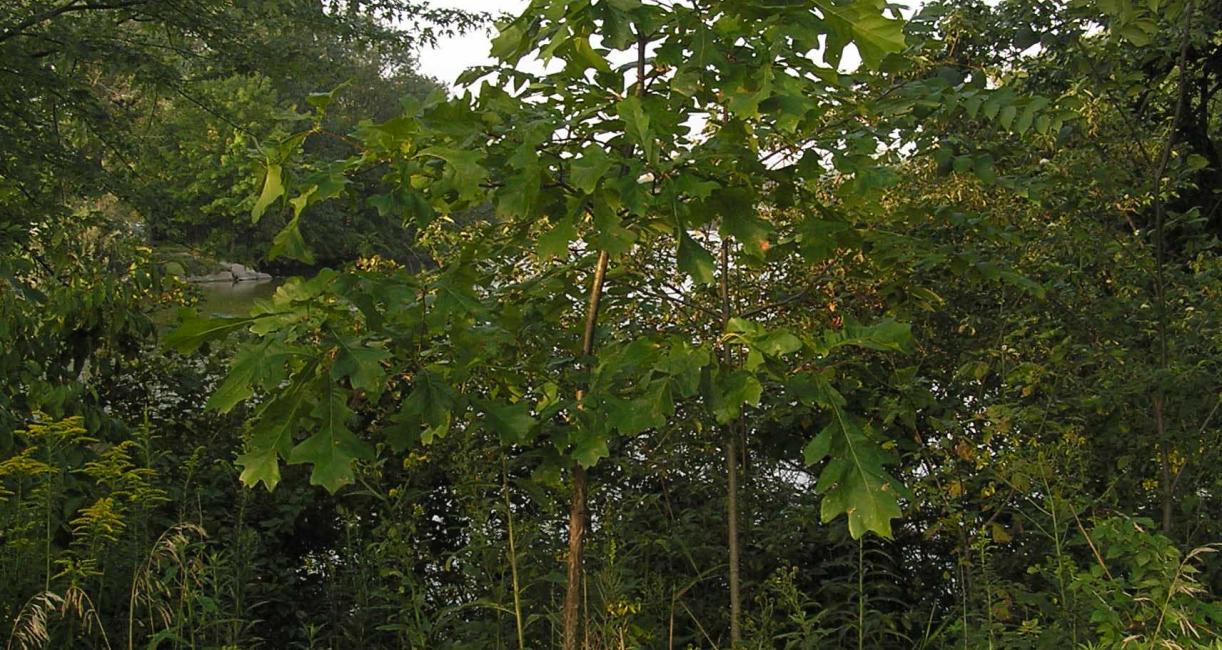 Tree habit