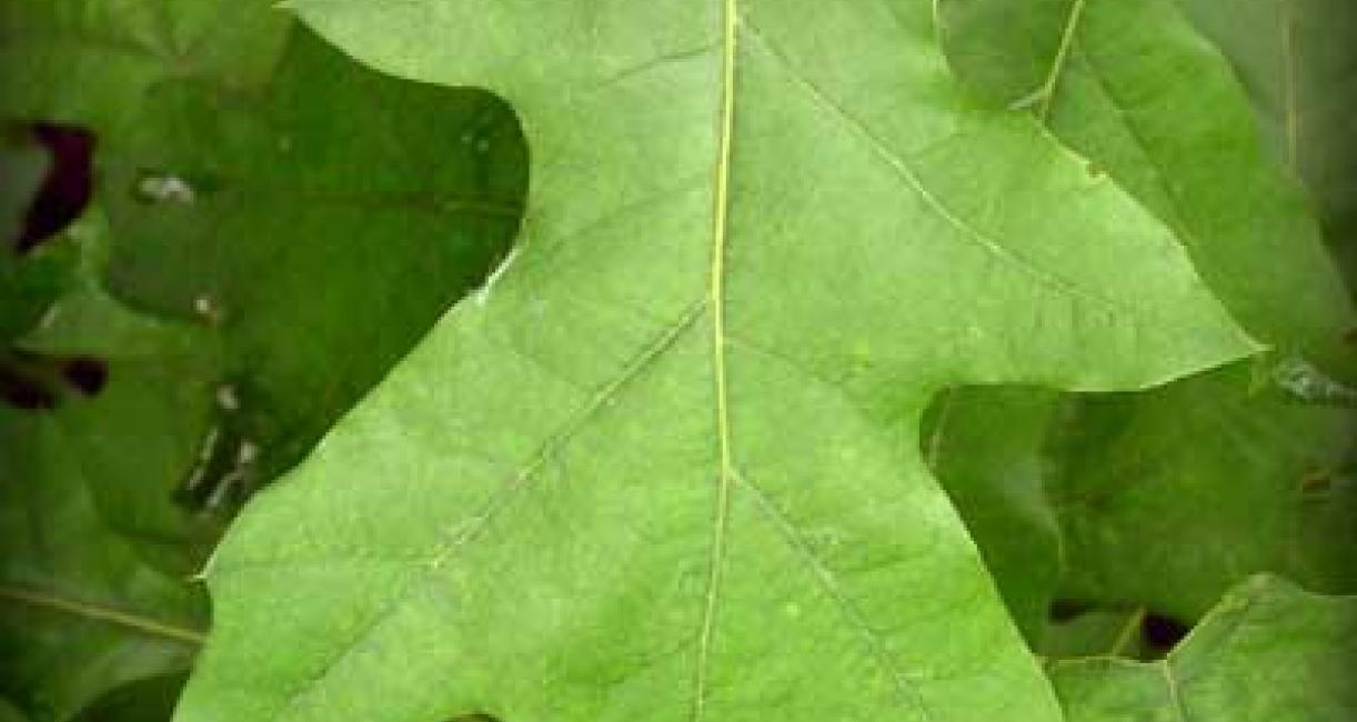 Tree leaves