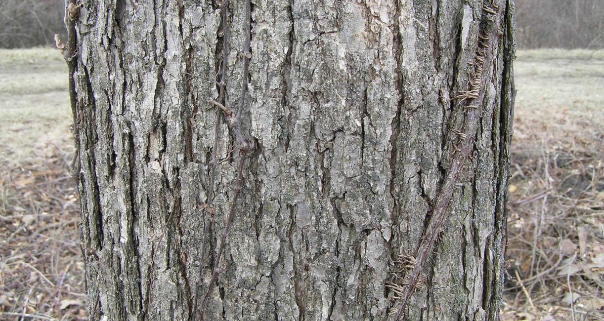 Tree bark