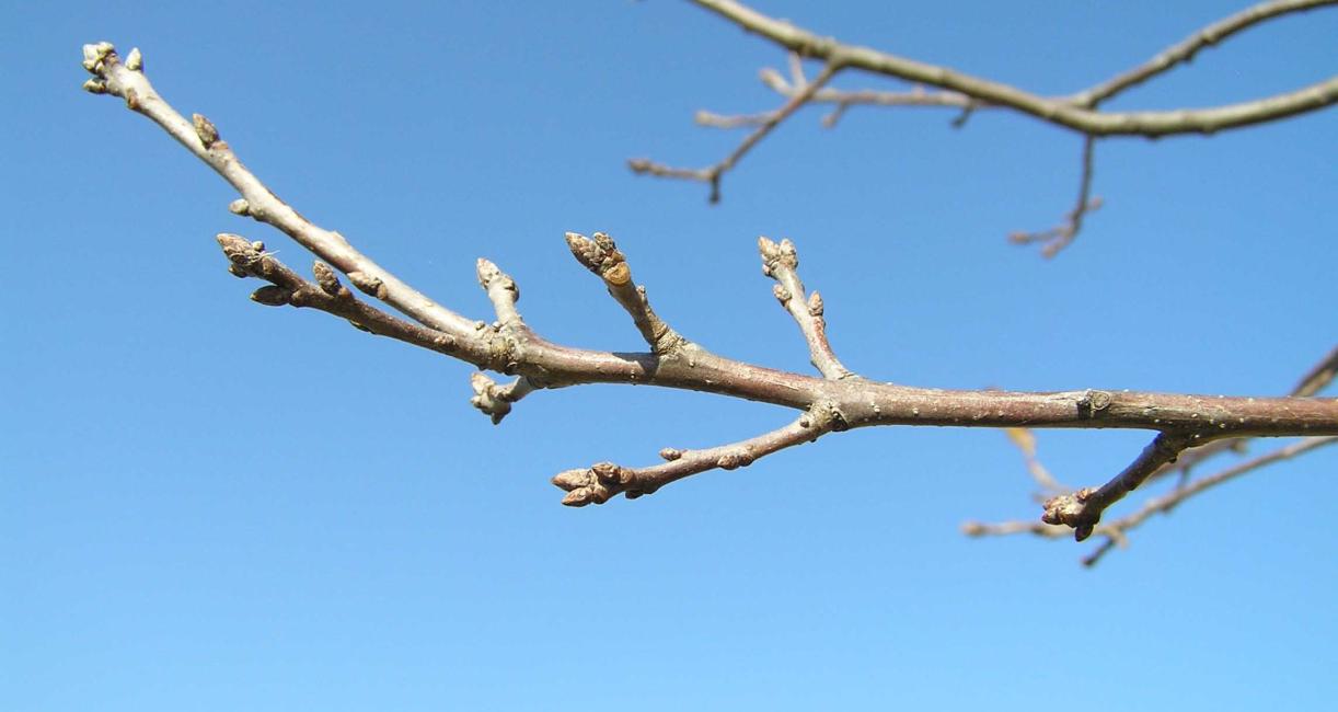 Tree branch