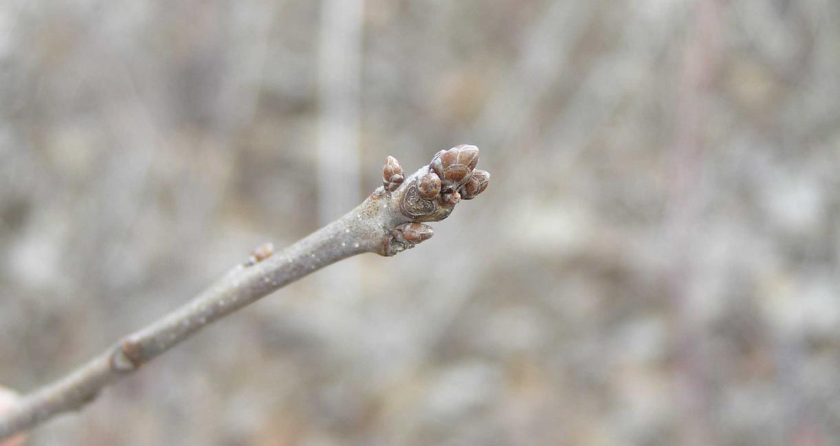 Tree bud