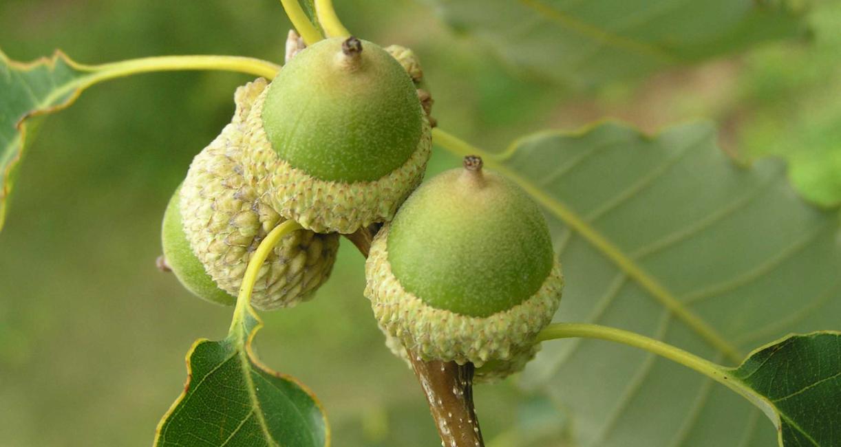 Tree fruit