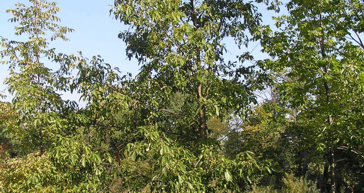 Tree habit