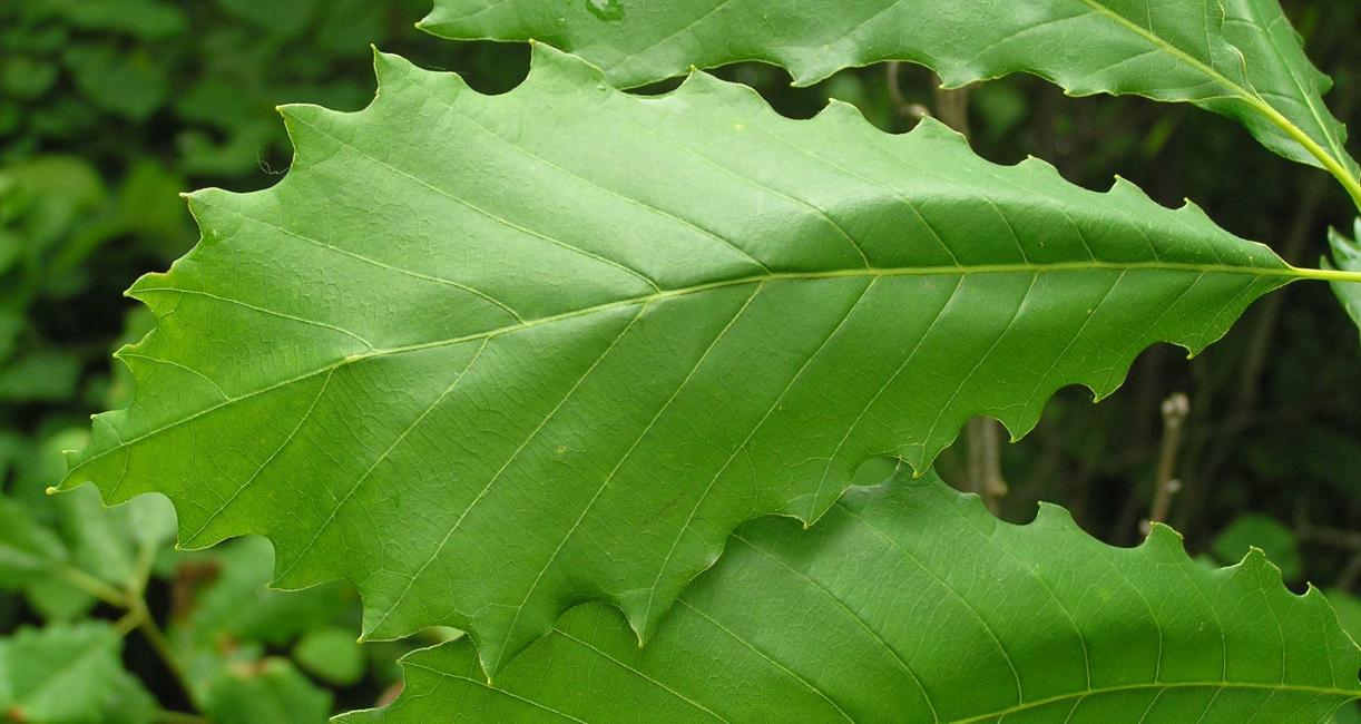 Tree leaves