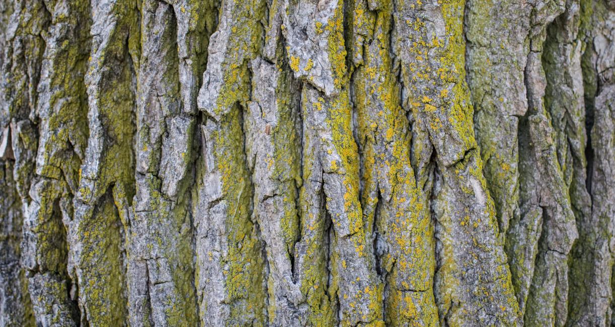 Tree bark