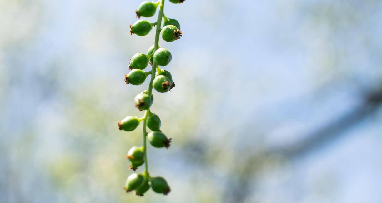 Tree bud