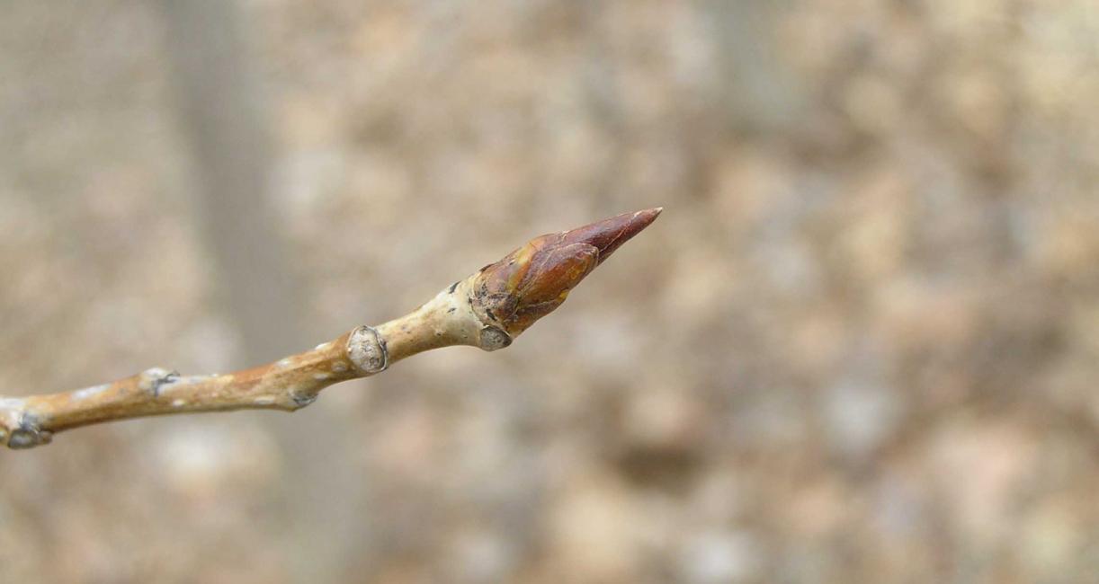 Tree bud