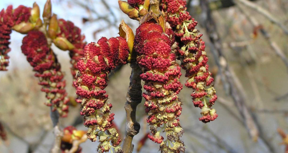 Tree flower