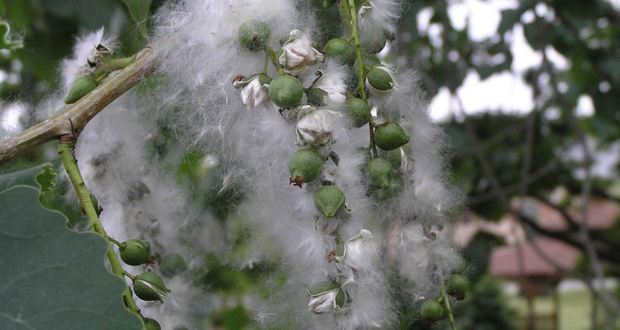 Cottonwood fruit