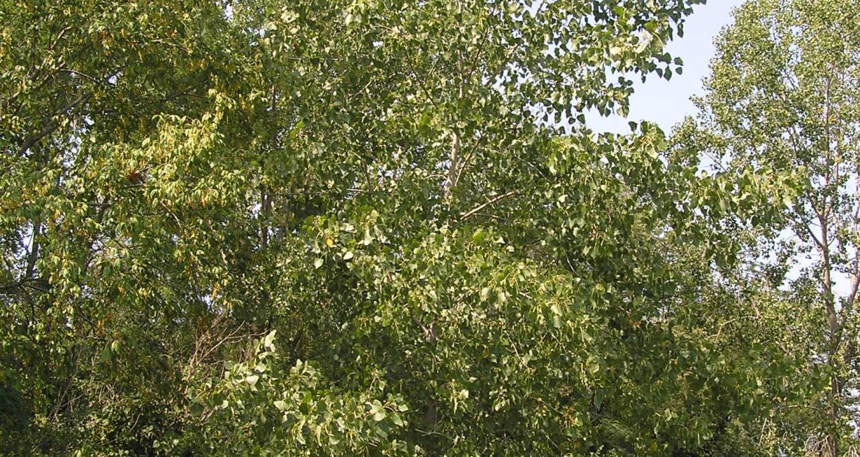 Tree habit