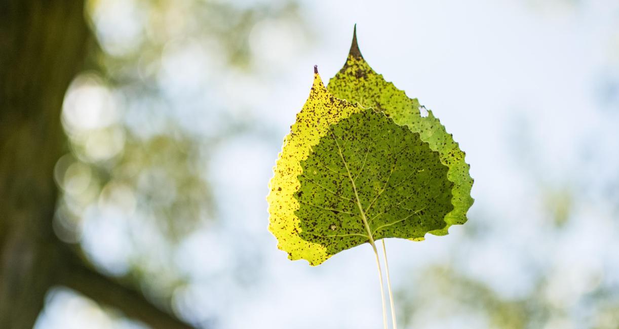 Tree leaves