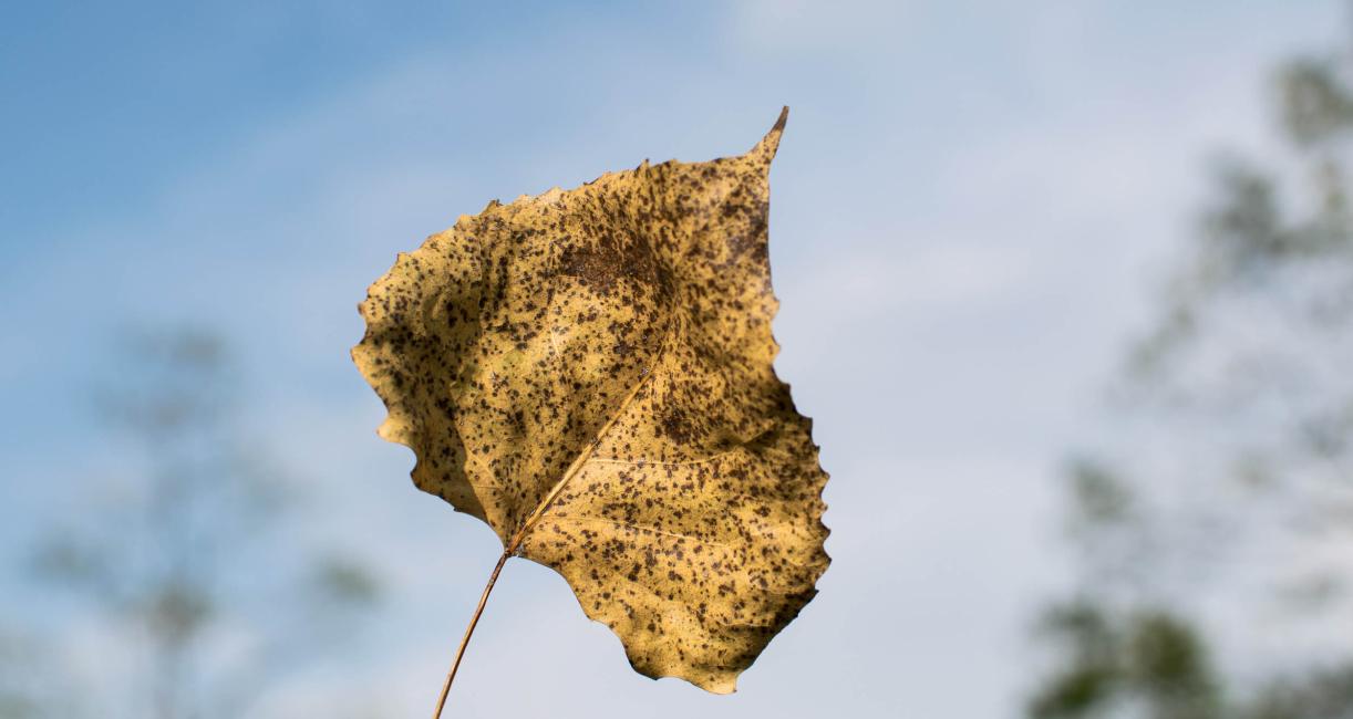 Tree leaves in fall