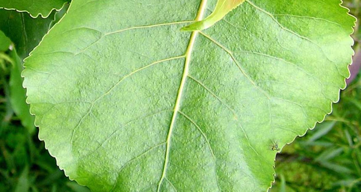 Tree leaves