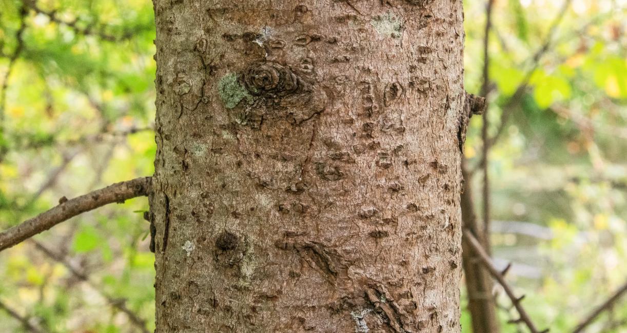 Tree bark