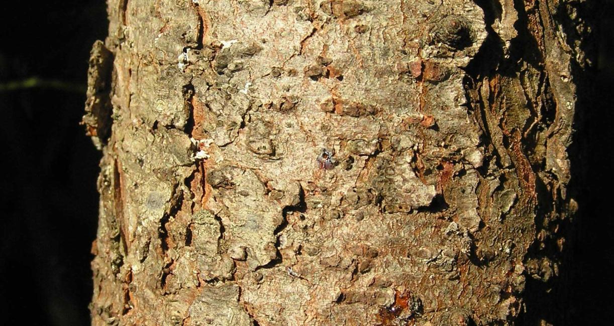 Tree bark