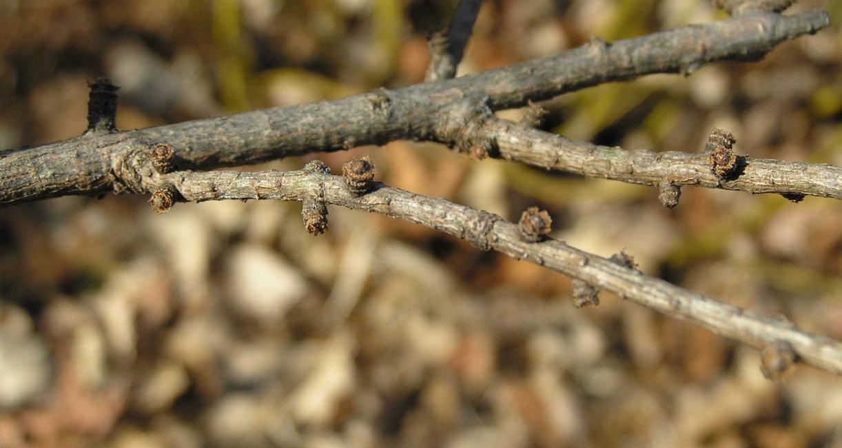 Tree branch