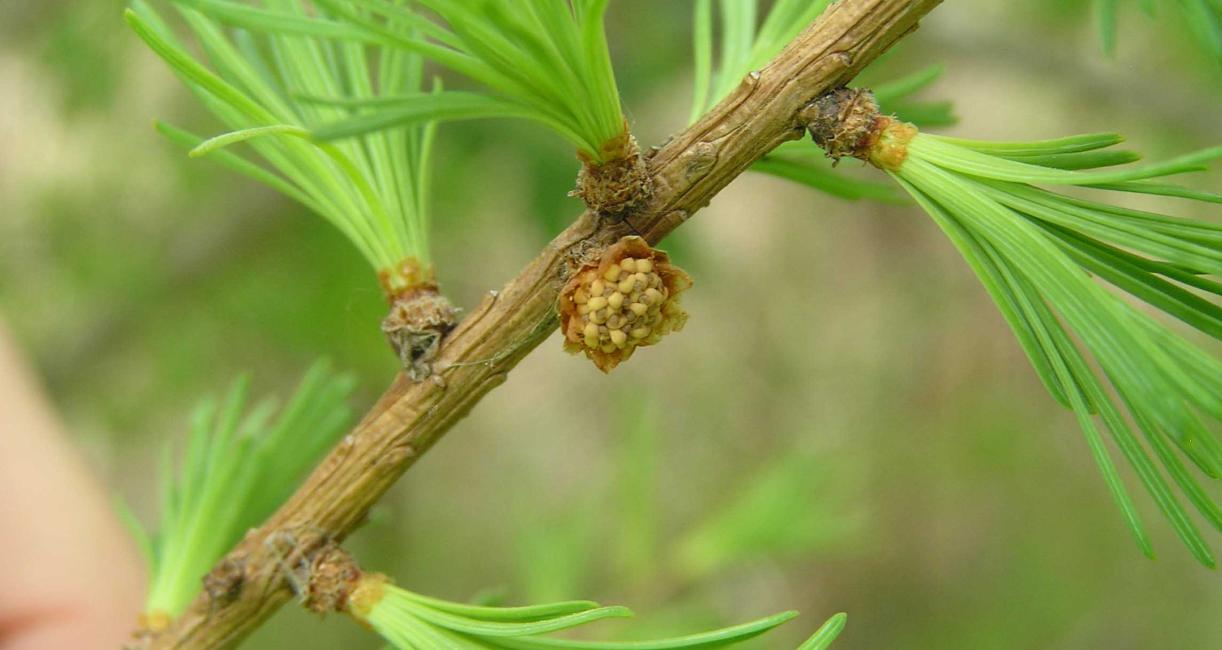 Tree flower