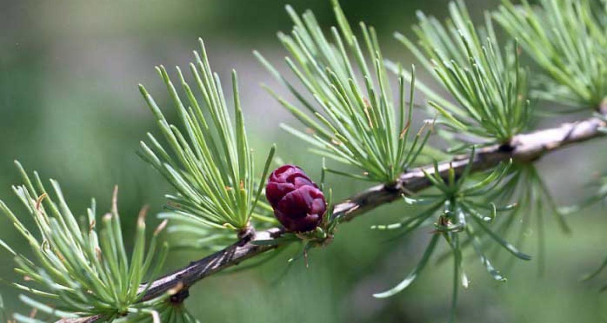 Tree fruit