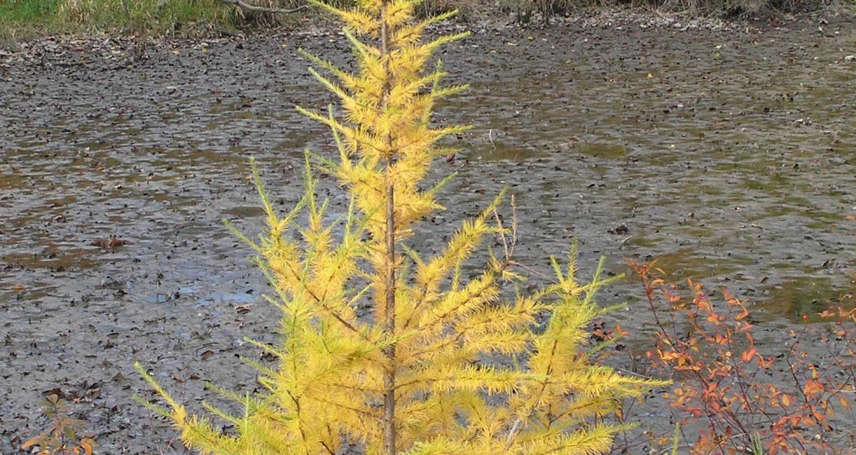 Tree habit