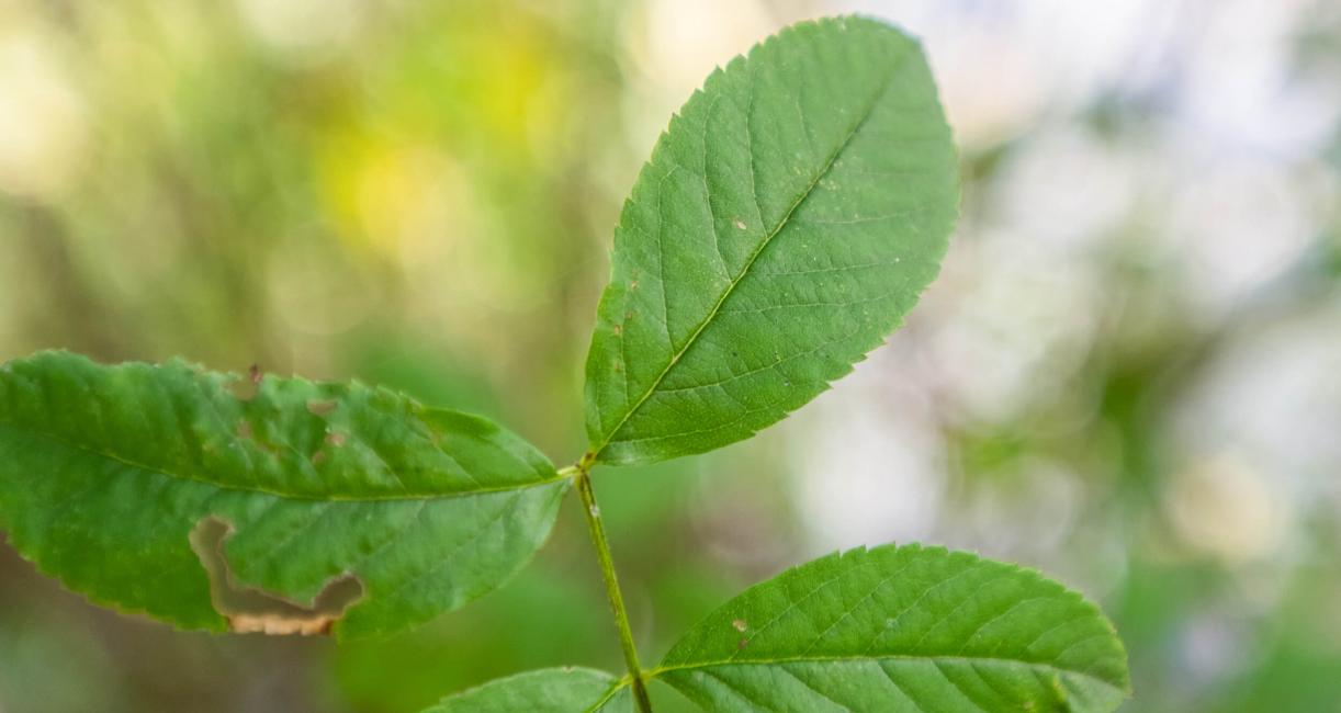 Tree leaves