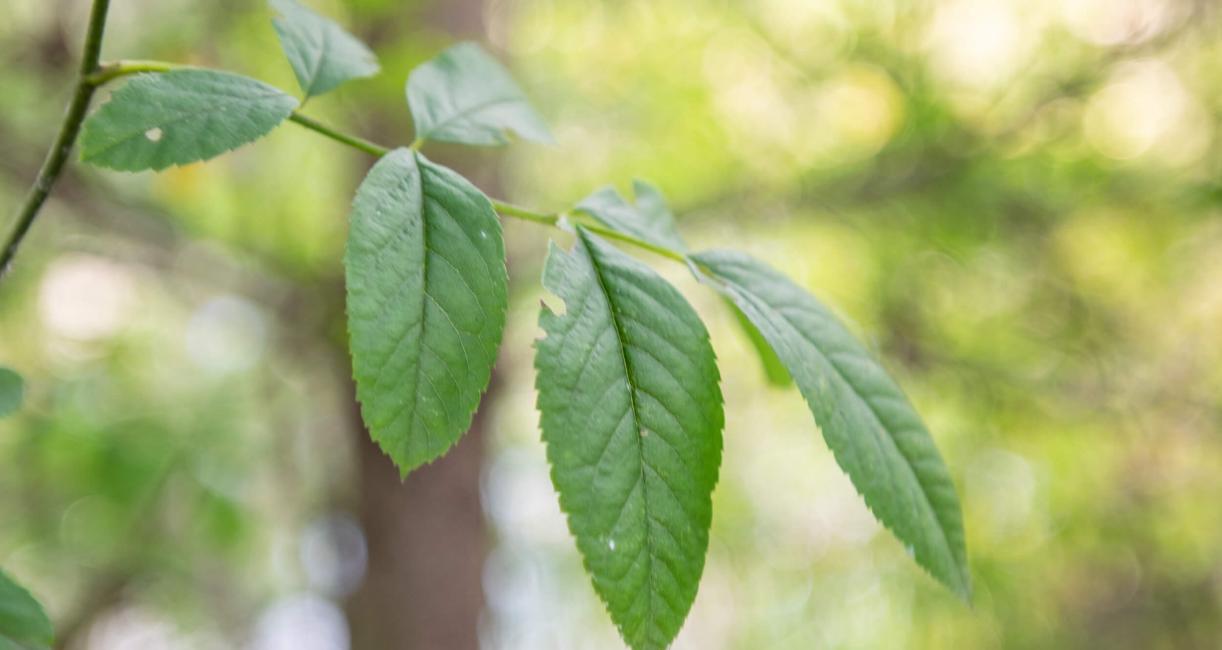 Tree leaves