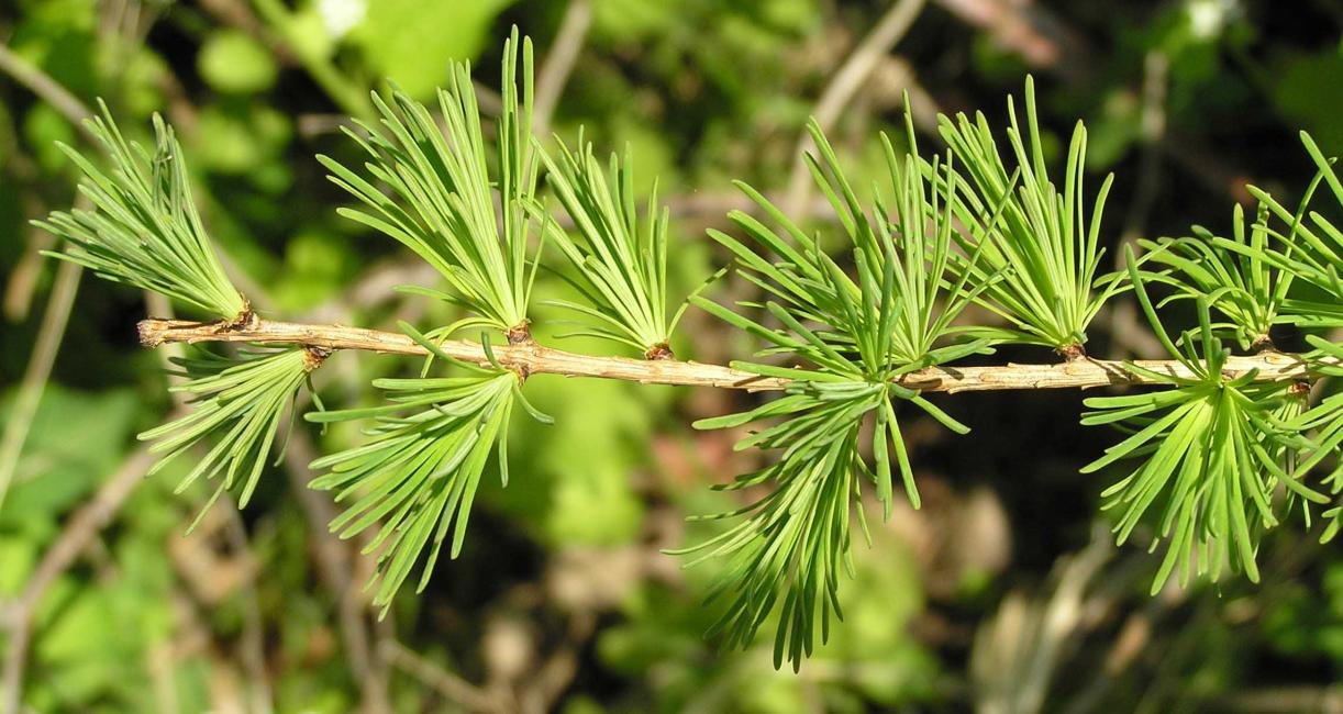 Tree leaves