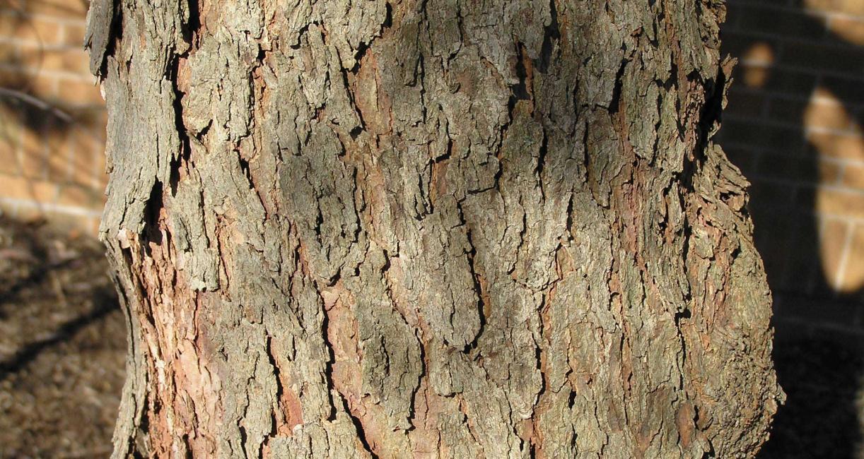 Tree bark