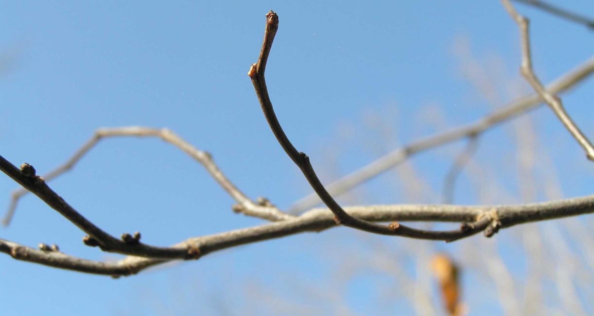 Tree branch