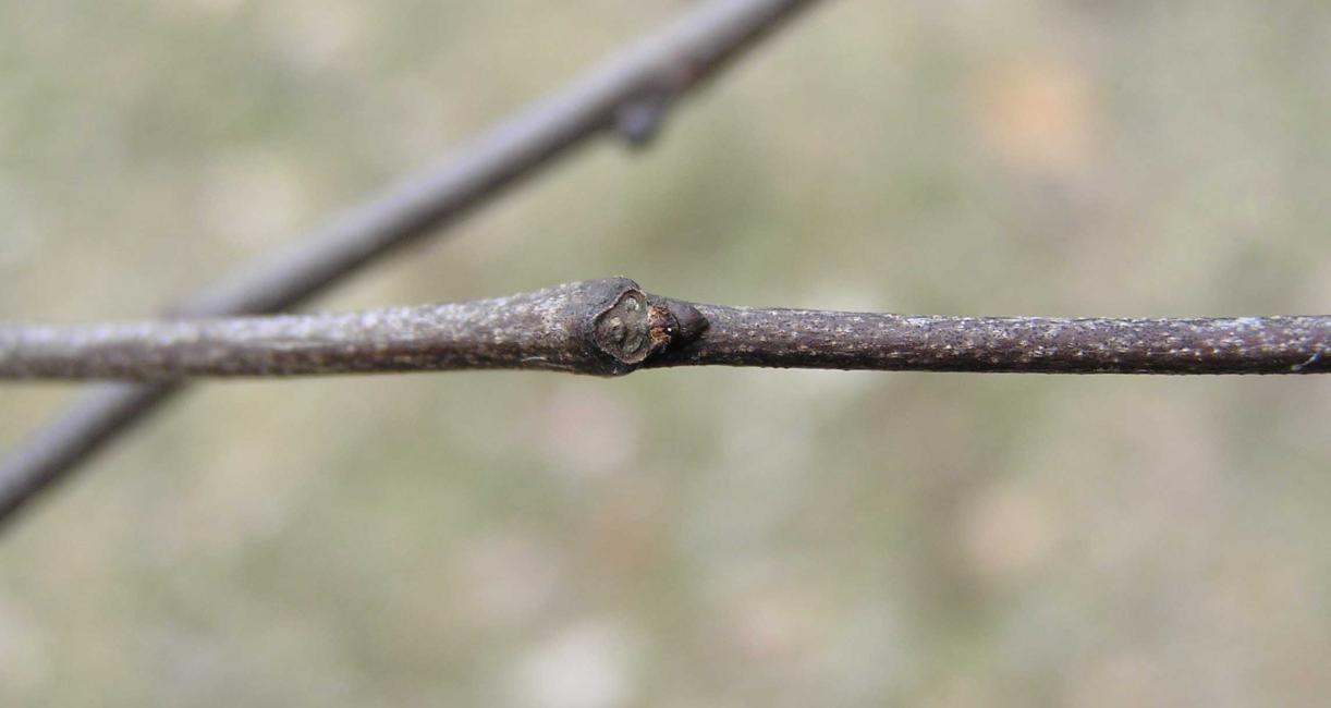 Tree bud
