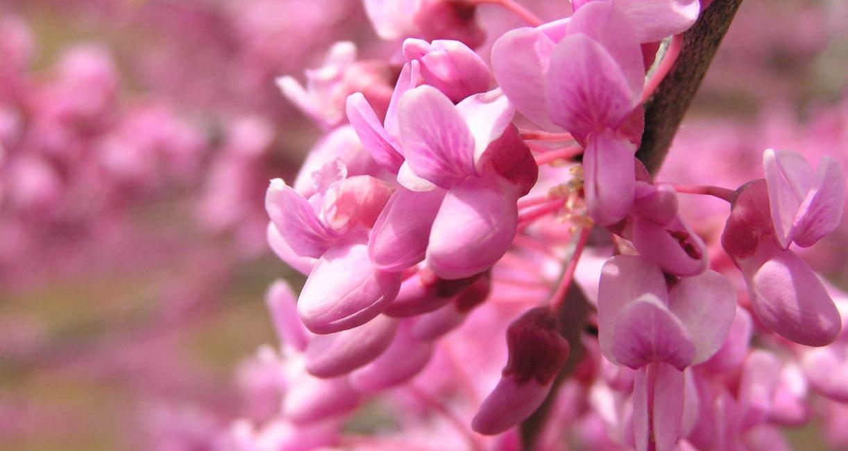 Tree flower