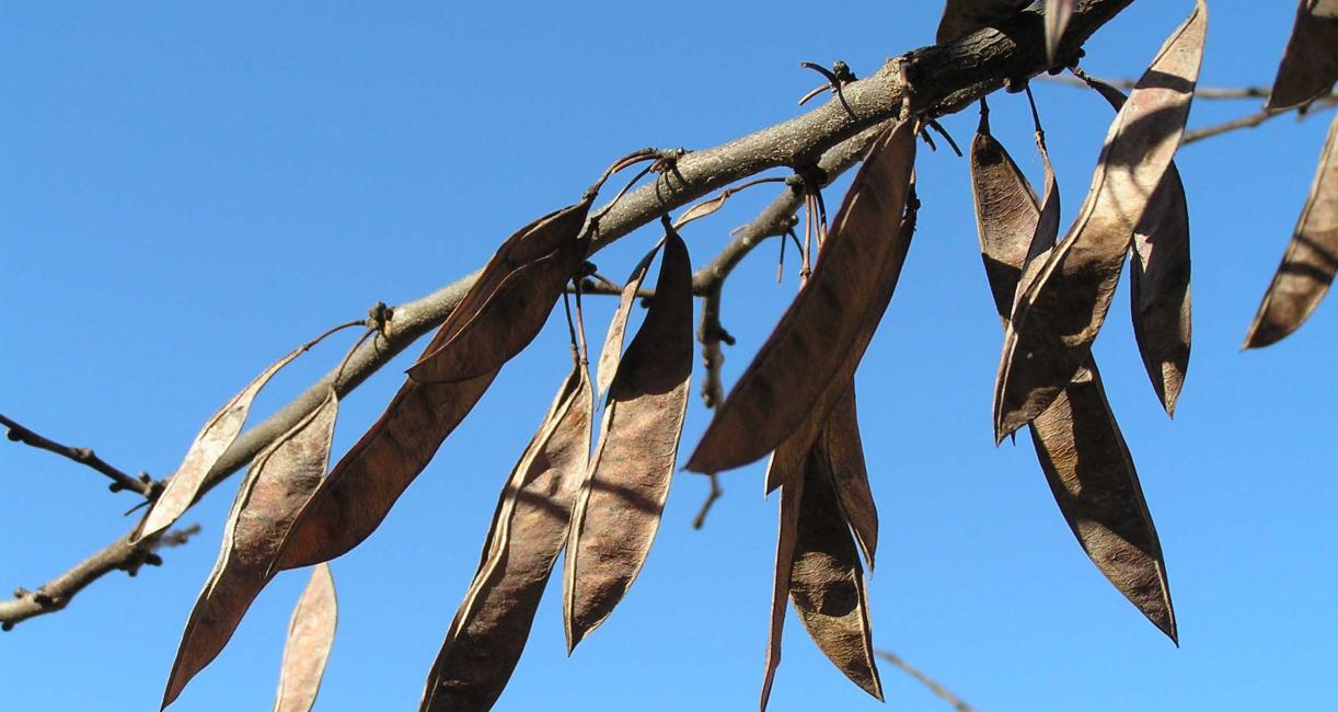 Tree fruit