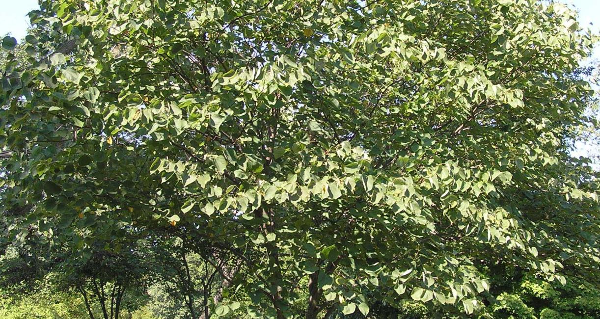 Tree habit