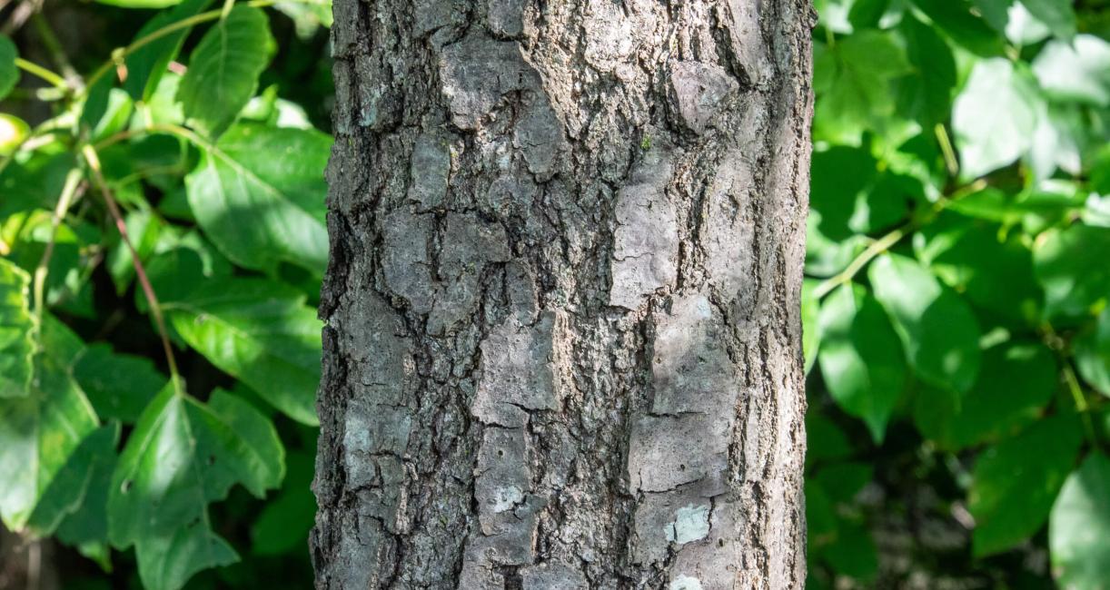 Tree bark