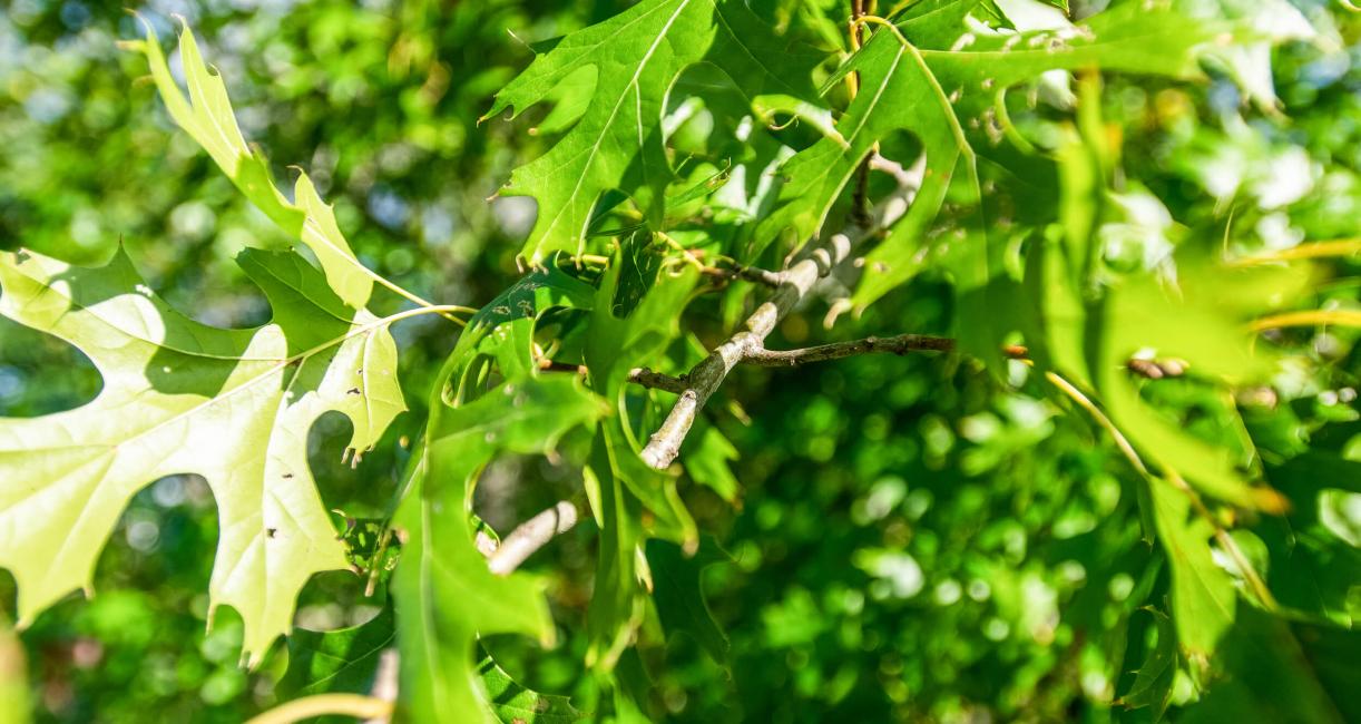 Tree branch