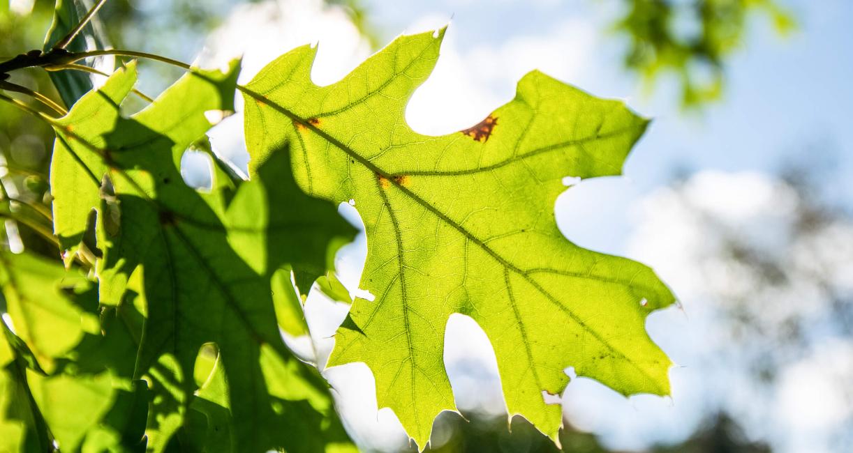 Tree leaves