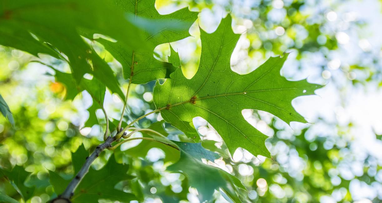 Tree leaves