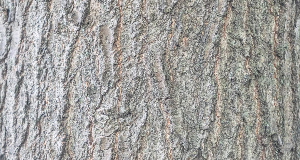 Tree bark