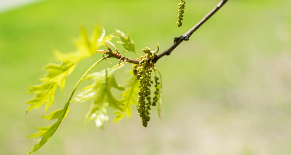 Tree bud