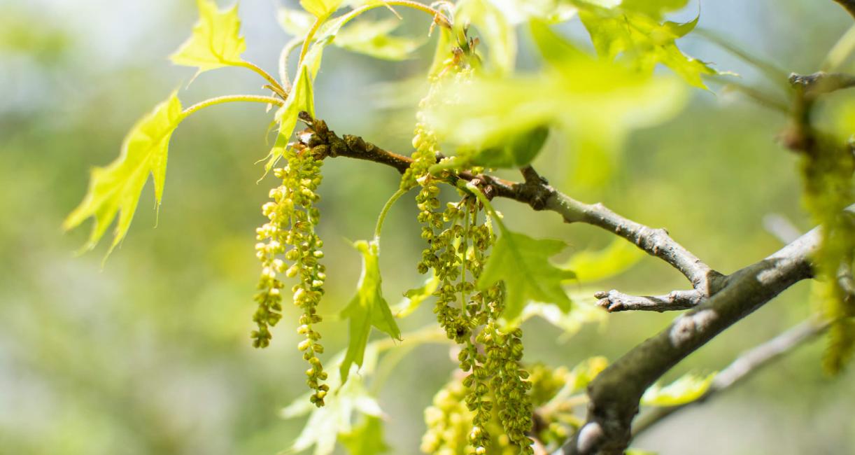 Tree bud