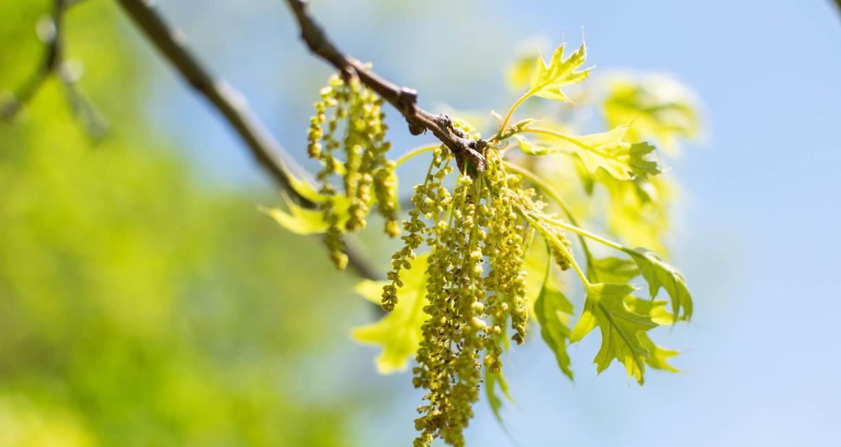 Tree bud