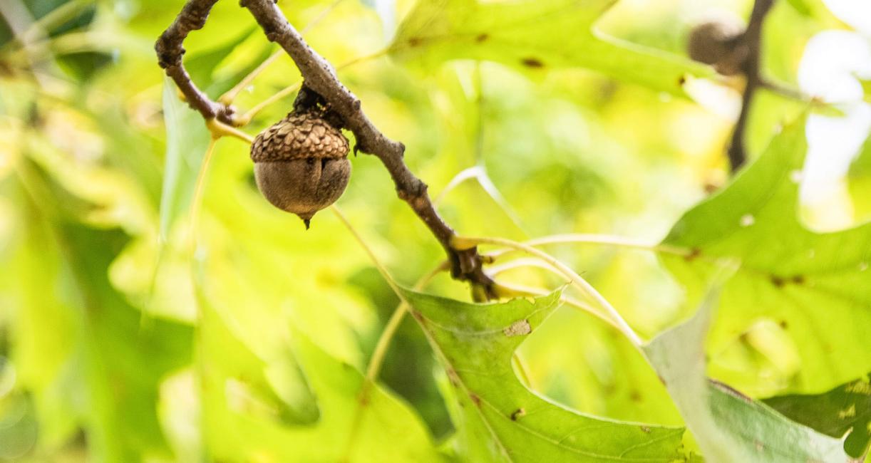 Tree fruit