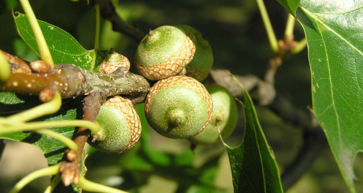 Tree fruit