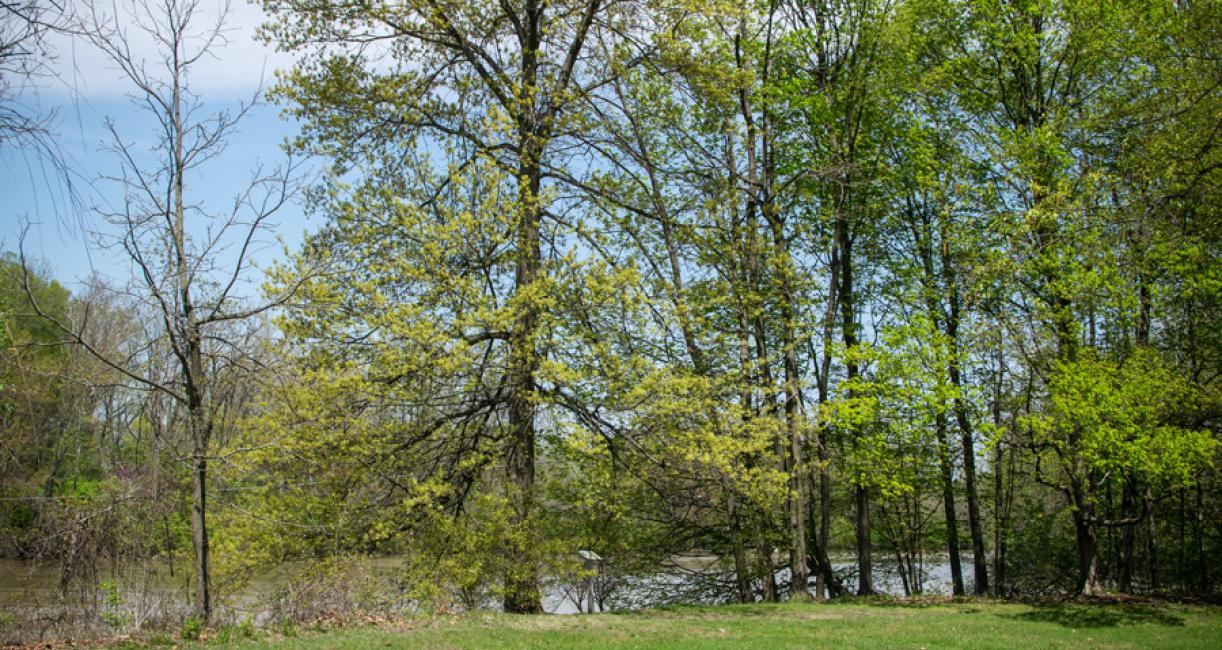 Tree habit