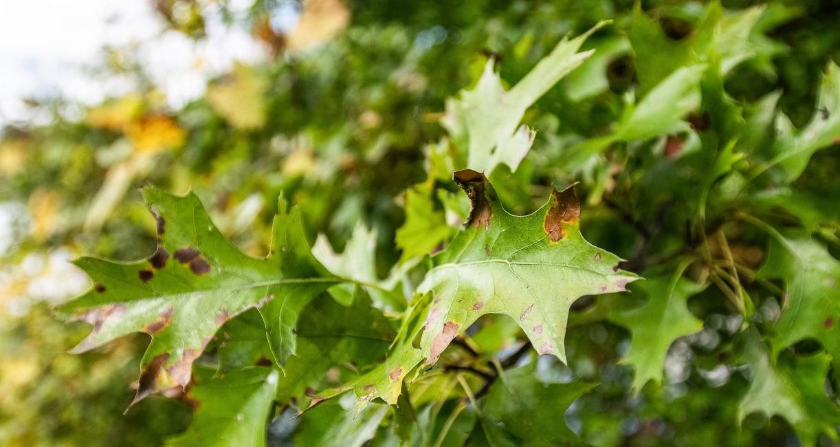 Tree leaves