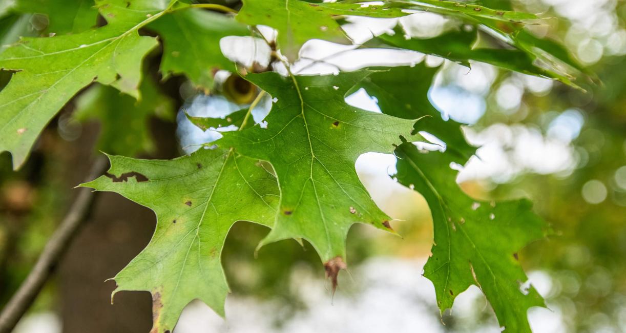 Tree leaves