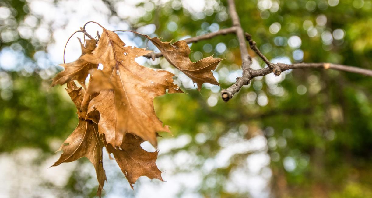 Tree leaves